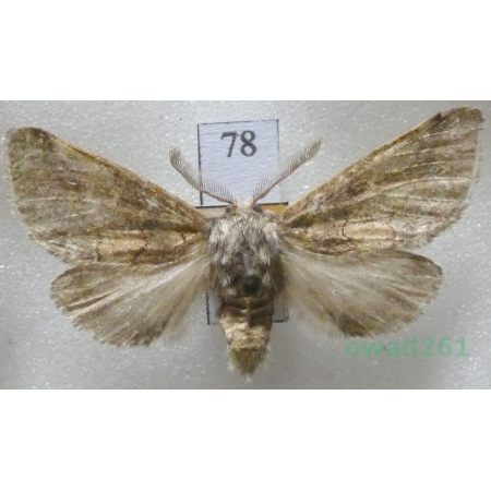 Gluphisia crenata (Esper, 1785) male Slovakia78